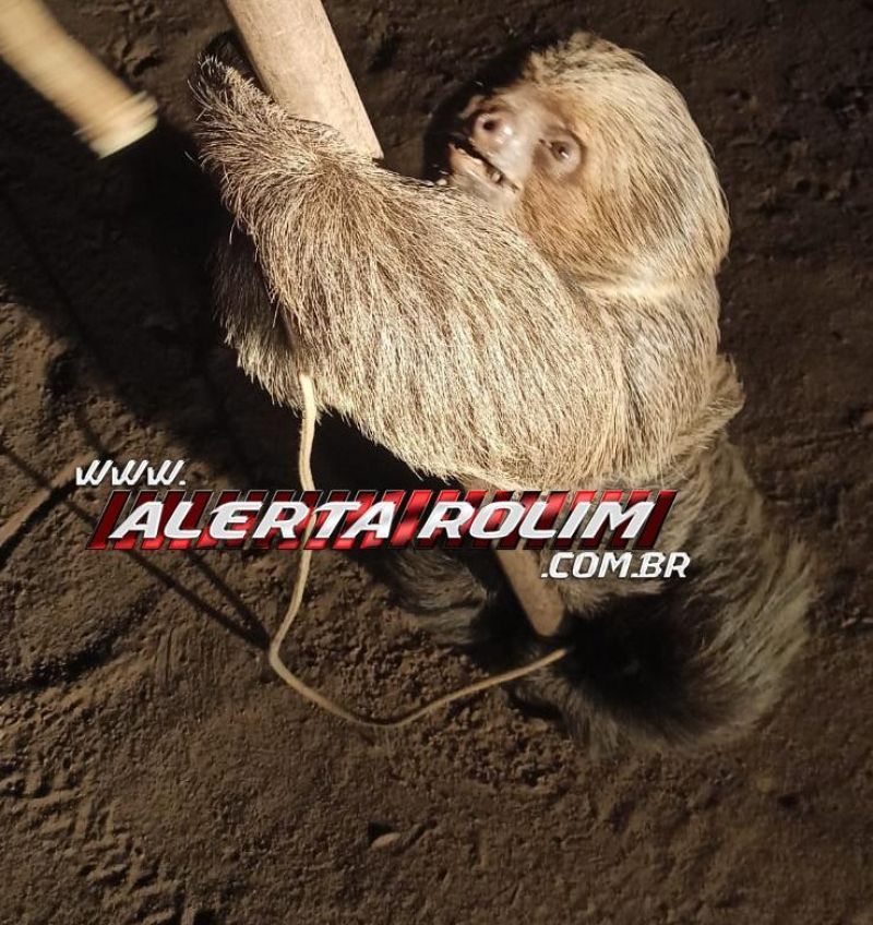 Bicho-preguiça foi capturado pelos bombeiros militares durante a noite de domingo em Rolim de Moura Bicho-preguiça foi capturado pelos bombeiros militares durante a noite de domingo em Rolim de Moura