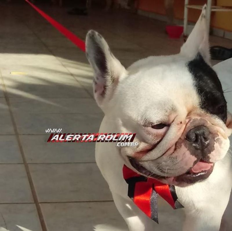 Cachorro é encontrado no bairro São Cristóvão em Rolim de Moura e procura-se por proprietário Cachorro é encontrado no bairro São Cristóvão em Rolim de Moura e procura-se por proprietário