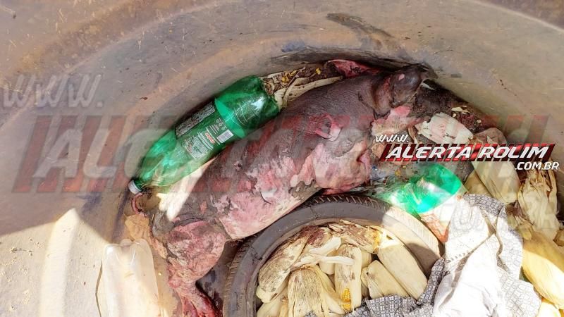 Leitoa é queimada viva durante incêndio em vegetação no setor chacareiro em Rolim de moura Leitoa é queimada viva durante incêndio em vegetação no setor chacareiro em Rolim de moura