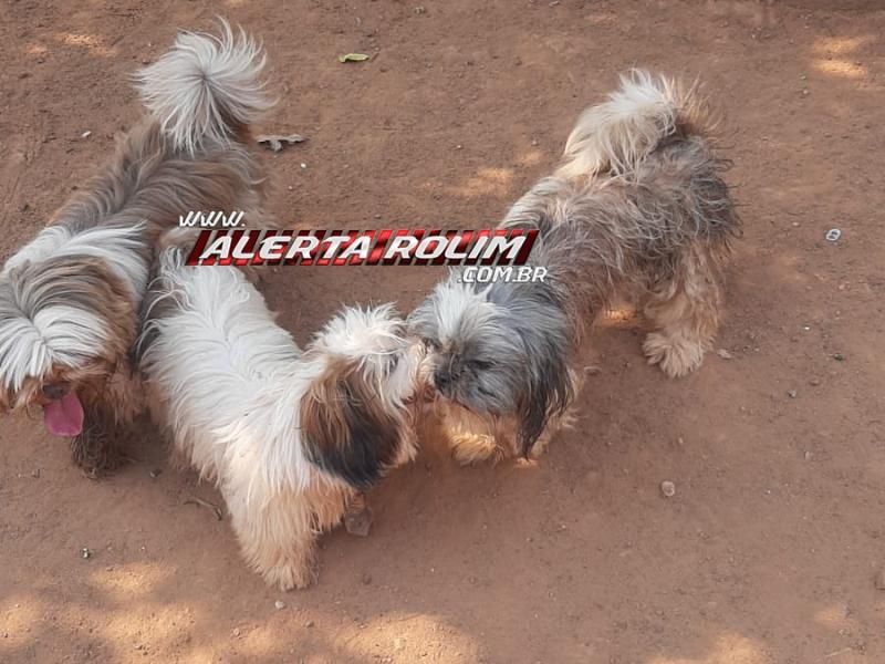 Procura-se por dono de três cães da raça Shih-tzu que apareceram no bairro Cidade Alta em Rolim de Moura Procura-se por dono de três cães da raça Shih-tzu que apareceram no bairro Cidade Alta em Rolim de Moura