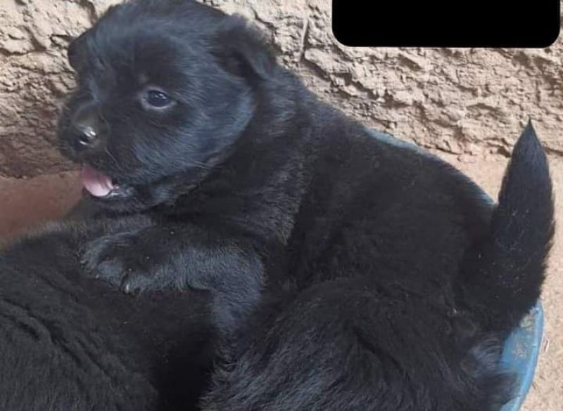 Procura-se por filhote de cachorro pertencente a uma criança que se perdeu no bairro Beira Rio em Rolim de Moura Procura-se por filhote de cachorro pertencente a uma criança que se perdeu no bairro Beira Rio em Rolim de Moura