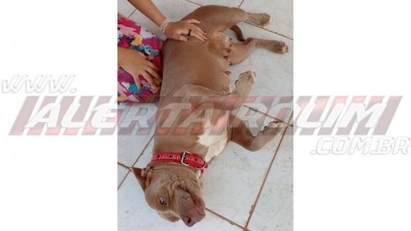 Utilidade Pública: Procura-se cachorra perdida a mais de duas semanas no bairro Beira Rio em Rolim de Moura Utilidade Pública: Procura-se cachorra perdida a mais de duas semanas no bairro Beira Rio em Rolim de Moura