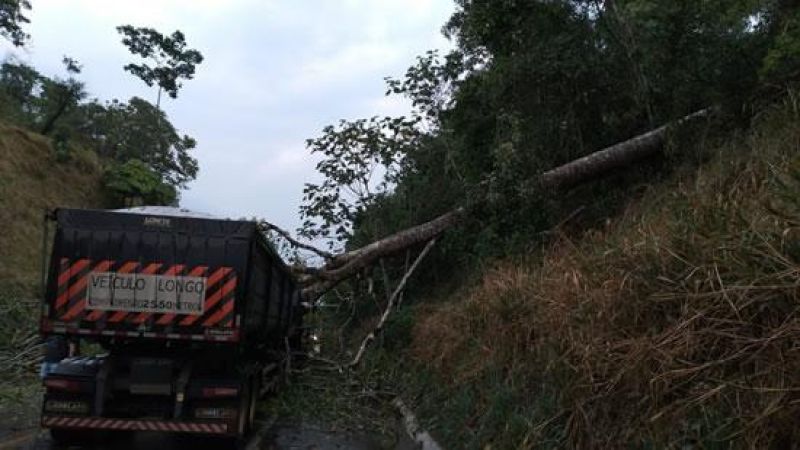 Árvore cai, atinge veículos e deixa BR-364 interditada entre Jaru e Ariquemes Árvore cai, atinge veículos e deixa BR-364 interditada entre Jaru e Ariquemes