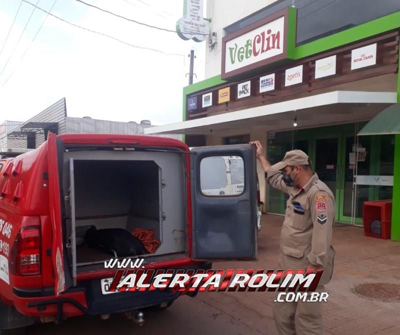 Bombeiros militares capturaram um porcão do mato nesta de sexta-feira em Rolim de Moura Bombeiros militares capturaram um porcão do mato nesta de sexta-feira em Rolim de Moura