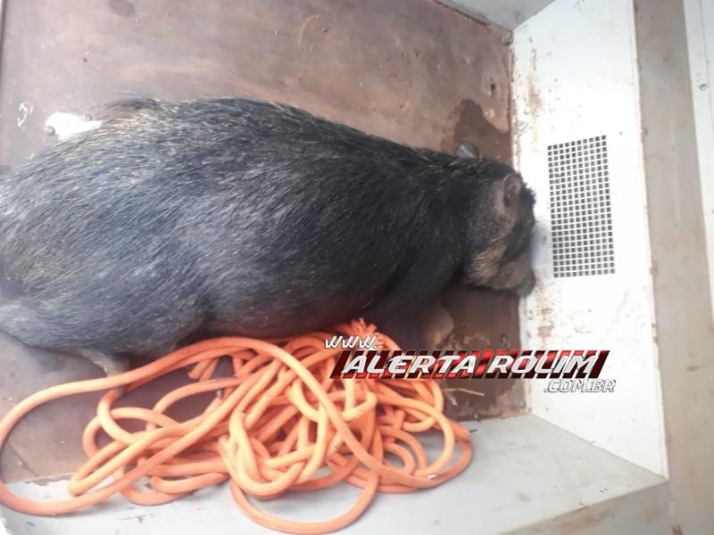 Bombeiros militares capturaram um porcão do mato nesta de sexta-feira em Rolim de Moura Bombeiros militares capturaram um porcão do mato nesta de sexta-feira em Rolim de Moura