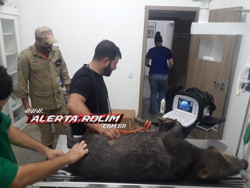 Bombeiros militares capturaram um porcão do mato nesta de sexta-feira em Rolim de Moura Bombeiros militares capturaram um porcão do mato nesta de sexta-feira em Rolim de Moura