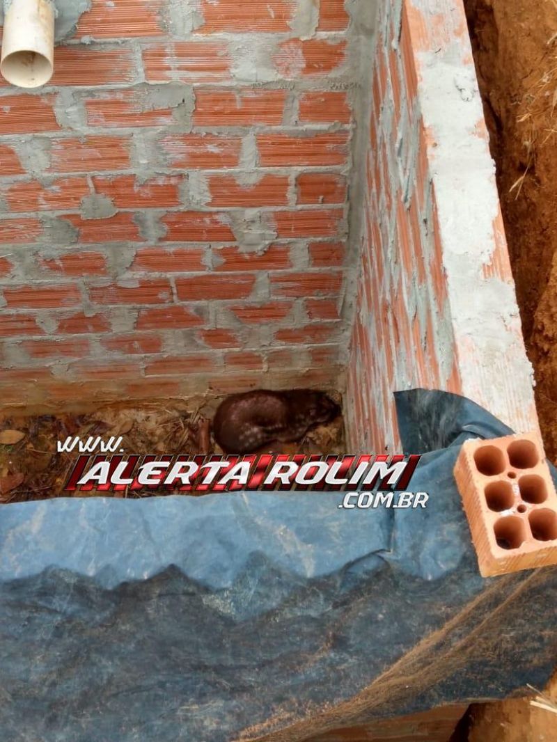 Bombeiros militares resgatam paca que caiu em fossa na zona rural de Rolim de Moura Bombeiros militares resgatam paca que caiu em fossa na zona rural de Rolim de Moura