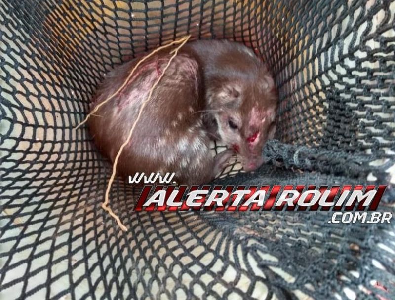 Bombeiros militares resgatam paca que caiu em fossa na zona rural de Rolim de Moura Bombeiros militares resgatam paca que caiu em fossa na zona rural de Rolim de Moura