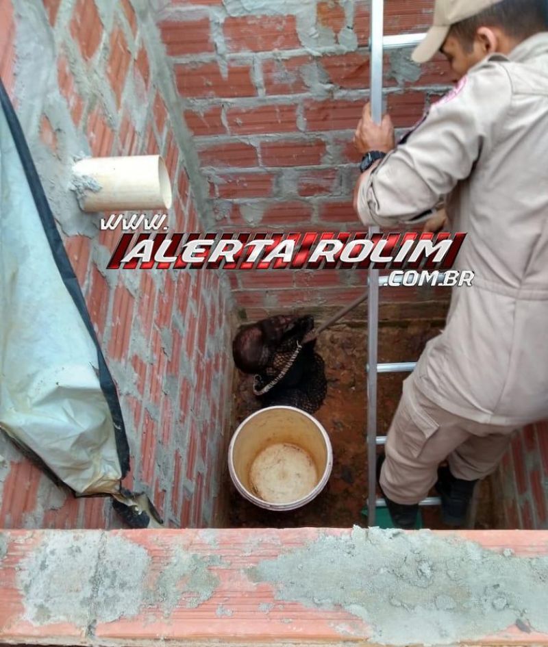 Bombeiros militares resgatam paca que caiu em fossa na zona rural de Rolim de Moura Bombeiros militares resgatam paca que caiu em fossa na zona rural de Rolim de Moura