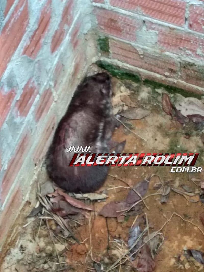 Bombeiros militares resgatam paca que caiu em fossa na zona rural de Rolim de Moura Bombeiros militares resgatam paca que caiu em fossa na zona rural de Rolim de Moura