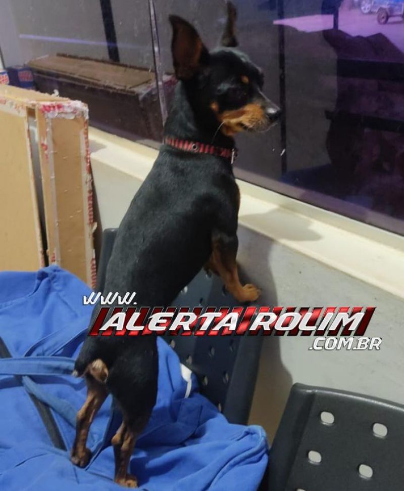 Cachorro da raça Pinscher é encontrado em Rolim de Moura e procura-se pelo proprietário Cachorro da raça Pinscher é encontrado em Rolim de Moura e procura-se pelo proprietário