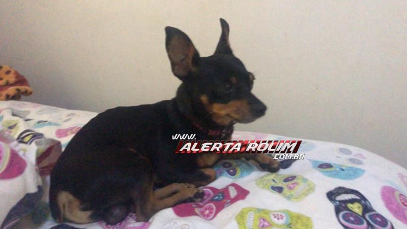 Cachorro da raça Pinscher é encontrado em Rolim de Moura e procura-se pelo proprietário Cachorro da raça Pinscher é encontrado em Rolim de Moura e procura-se pelo proprietário