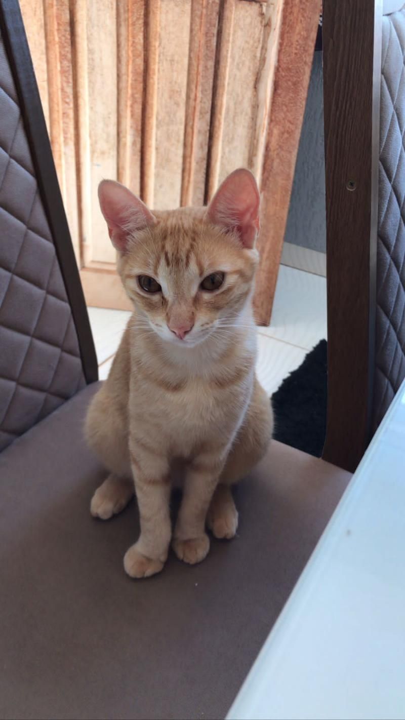 Procura-se por gata que desapareceu de residência no bairro São Cristóvão em Rolim de Moura Procura-se por gata que desapareceu de residência no bairro São Cristóvão em Rolim de Moura