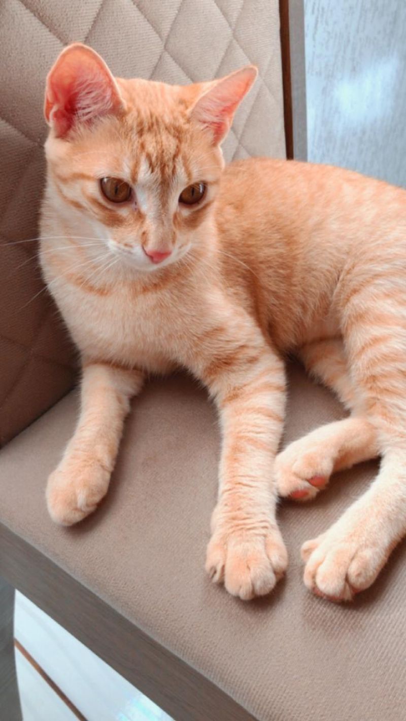 Procura-se por gata que desapareceu de residência no bairro São Cristóvão em Rolim de Moura Procura-se por gata que desapareceu de residência no bairro São Cristóvão em Rolim de Moura