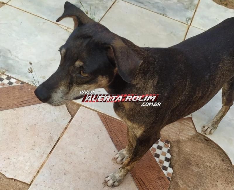Cachorra apareceu em uma residência, no bairro São Cristóvão em Rolim de Moura e procura-se pelo proprietário do animal Cachorra apareceu em uma residência, no bairro São Cristóvão em Rolim de Moura e procura-se pelo proprietário do animal