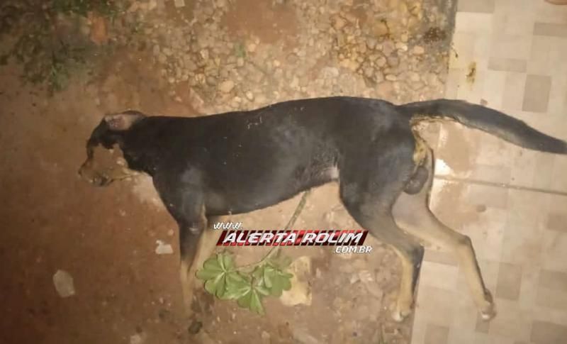 Criança de 05 anos se emociona ao encontrar seu cachorro de estimação morto, possivelmente por envenenamento em Rolim de Moura - Vídeo Criança de 05 anos se emociona ao encontrar seu cachorro de estimação morto, possivelmente por envenenamento em Rolim de Moura - Vídeo