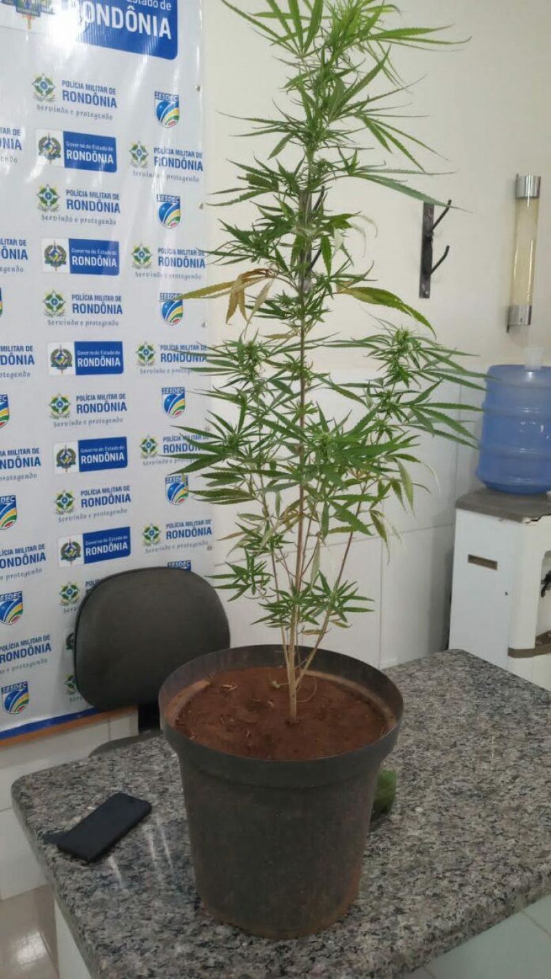 Polícia Militar fecha mais uma “Boca de fumo” no Bairro Josino Brito em Cacoal Polícia Militar fecha mais uma “Boca de fumo” no Bairro Josino Brito em Cacoal