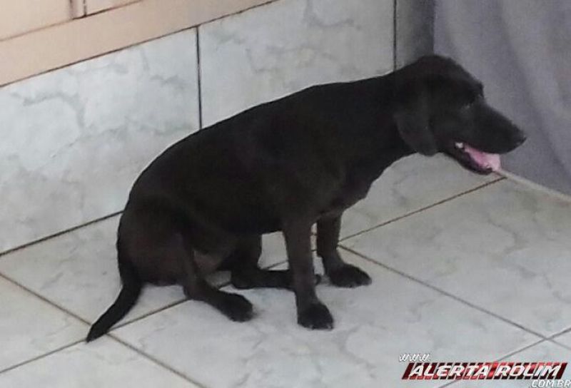 Procura-se por cachorra que desapareceu de uma residência em Rolim de Moura Procura-se por cachorra que desapareceu de uma residência em Rolim de Moura