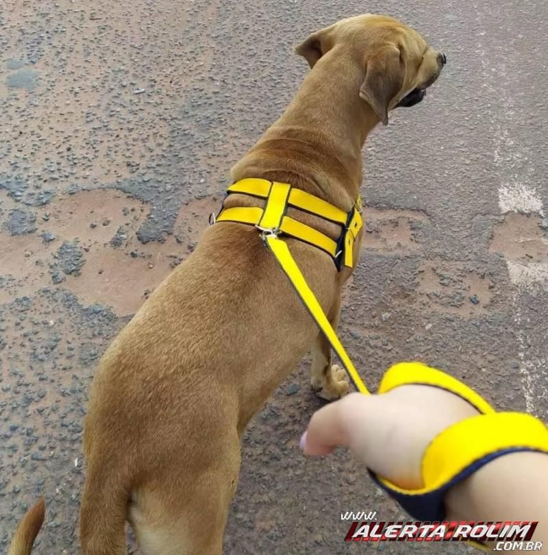 Procura-se por cachorra que desapareceu de residência, no bairro Centenário em Rolim de Moura Procura-se por cachorra que desapareceu de residência, no bairro Centenário em Rolim de Moura