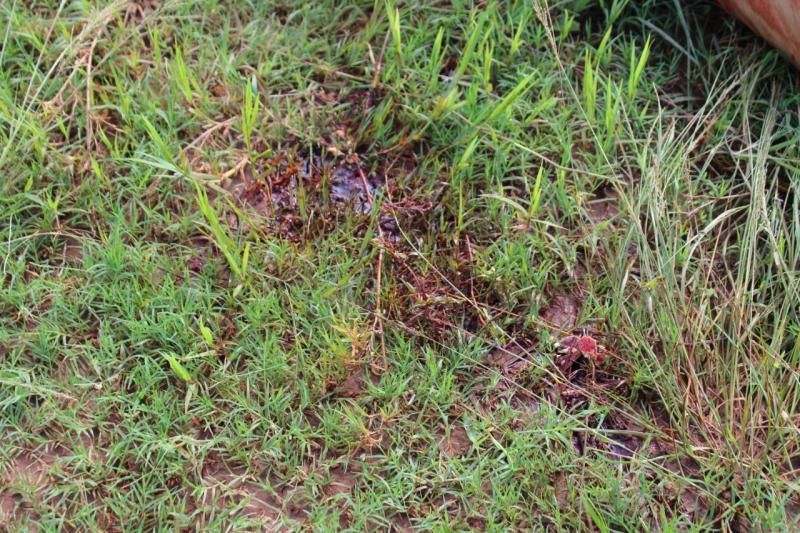 Apenado com tornozeleira é morto com mais de 10 facadas em Santa Luzia do Oeste Apenado com tornozeleira é morto com mais de 10 facadas em Santa Luzia do Oeste