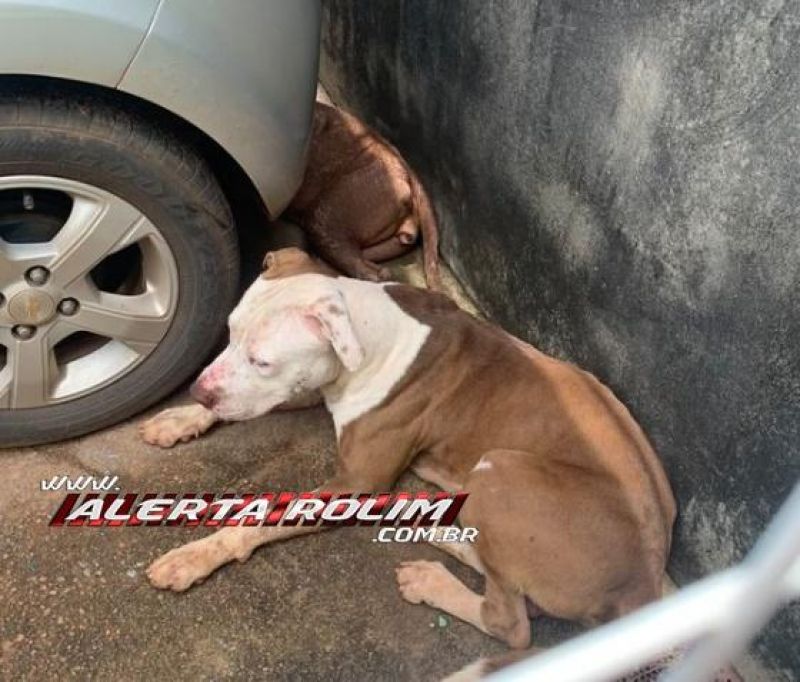 Dois cães da raça Pitbull foram encontrados em Rolim de Moura 