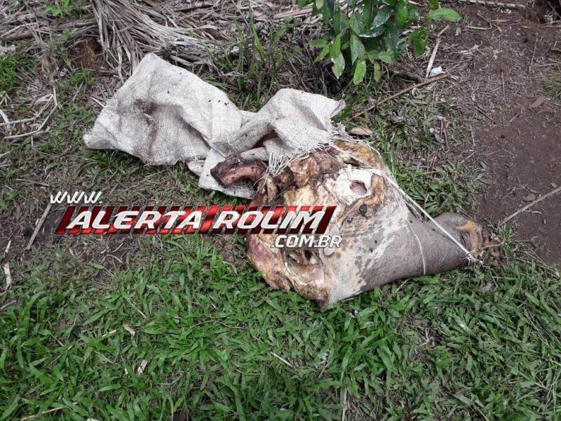 Mais um caso de gado abatido e carneado foi registrado em Rolim de Moura em menos de 30 dias Mais um caso de gado abatido e carneado foi registrado em Rolim de Moura em menos de 30 dias