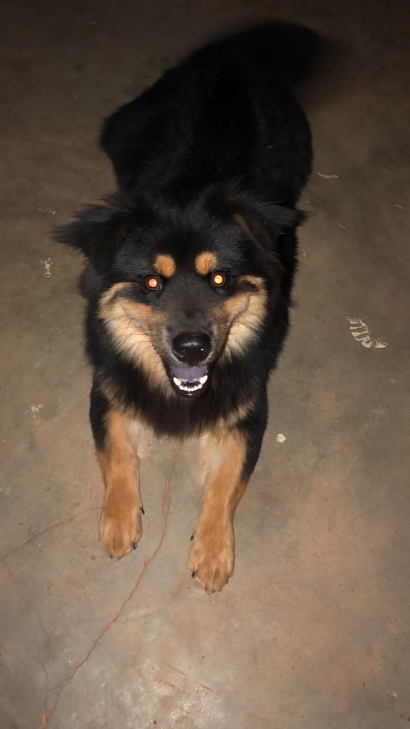 Procura-se por cachorro que desapareceu de residência no bairro Beira Rio em Rolim de Moura Procura-se por cachorro que desapareceu de residência no bairro Beira Rio em Rolim de Moura