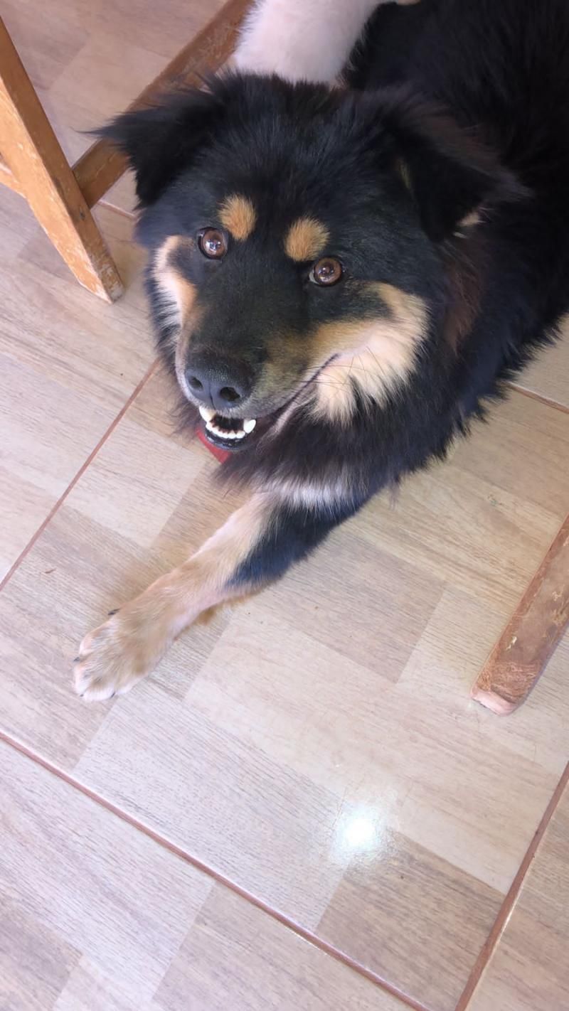 Procura-se por cachorro que desapareceu de residência no bairro Beira Rio em Rolim de Moura Procura-se por cachorro que desapareceu de residência no bairro Beira Rio em Rolim de Moura