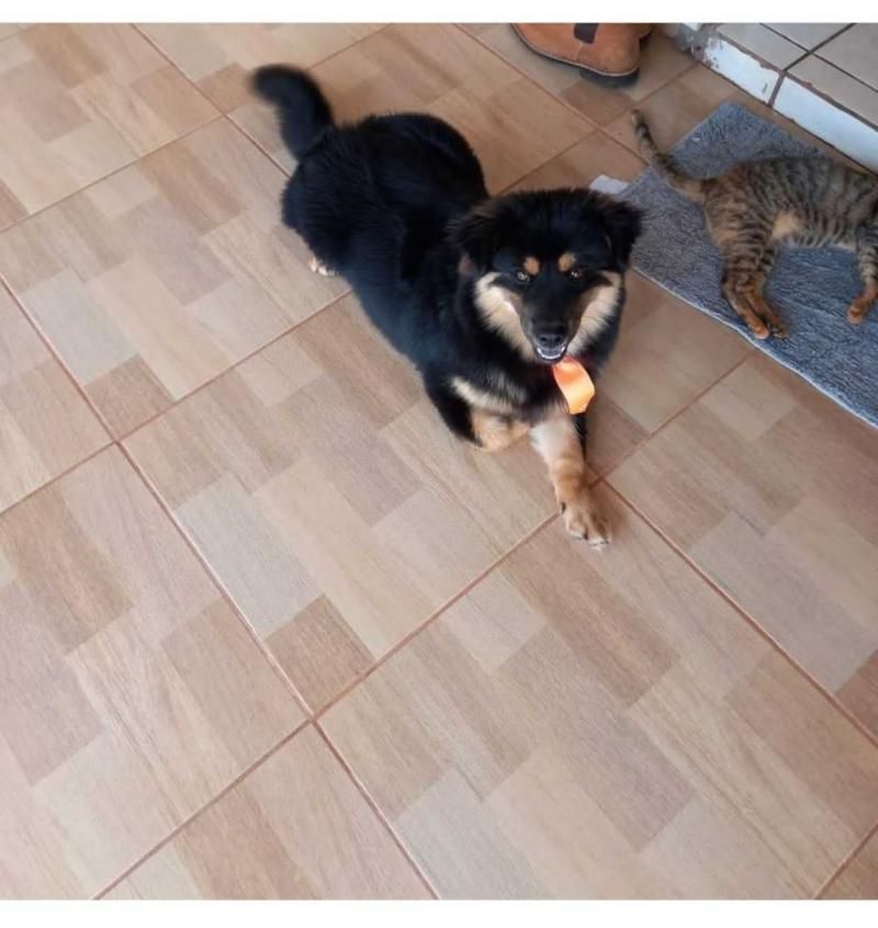 Procura-se por cachorro que desapareceu de residência no bairro Beira Rio em Rolim de Moura Procura-se por cachorro que desapareceu de residência no bairro Beira Rio em Rolim de Moura