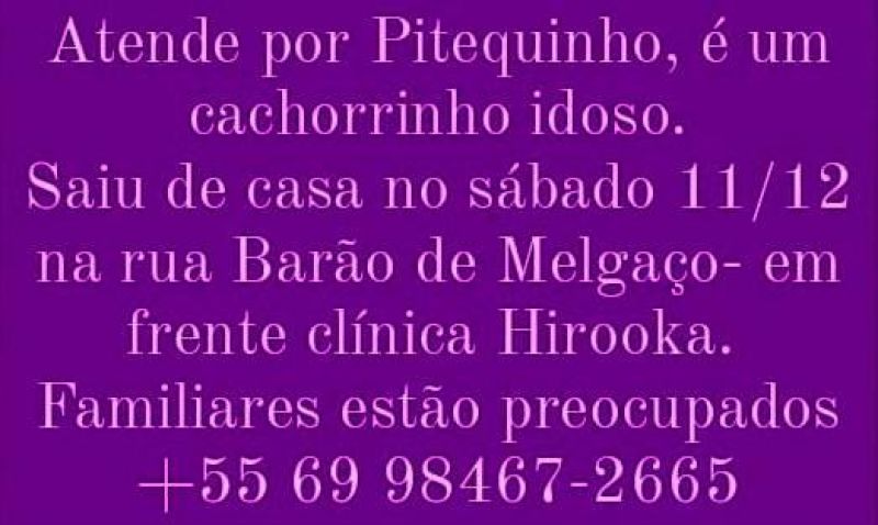 Procura-se por cachorro que desapareceu no último sábado (11) em Rolim de Moura Procura-se por cachorro que desapareceu no último sábado (11) em Rolim de Moura