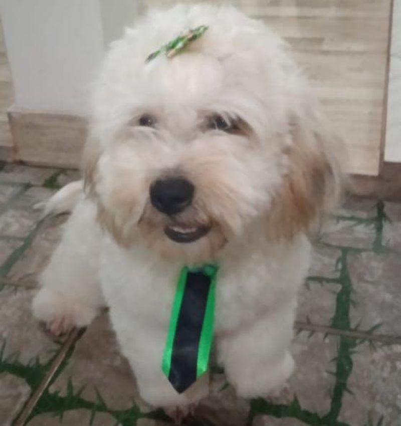 Procura-se por dois cachorros da raça Poodle que desapareceram em Rolim de Moura Procura-se por dois cachorros da raça Poodle que desapareceram em Rolim de Moura