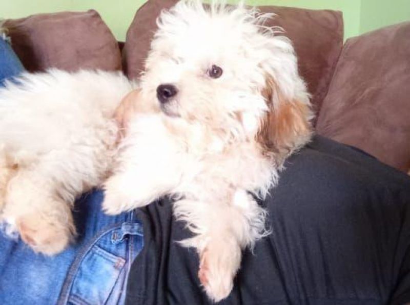 Procura-se por dois cachorros da raça Poodle que desapareceram em Rolim de Moura Procura-se por dois cachorros da raça Poodle que desapareceram em Rolim de Moura