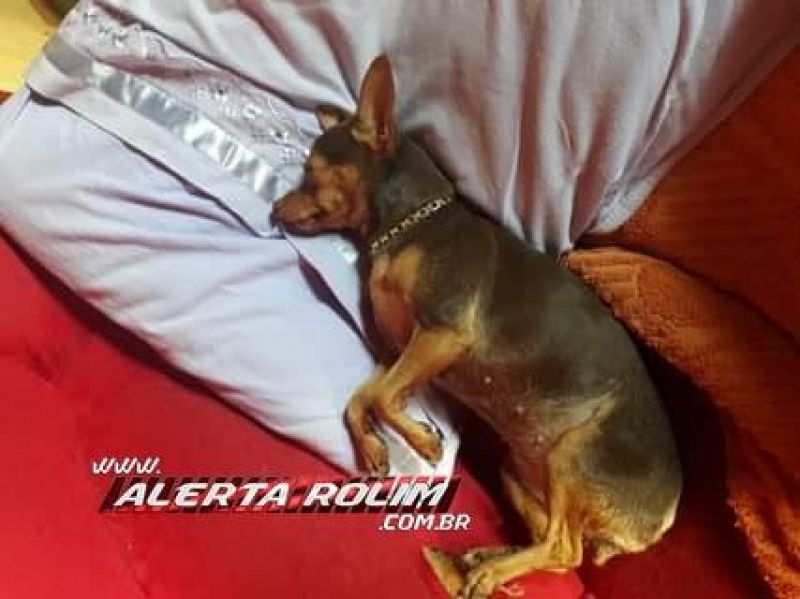 Proprietária oferece gratificação para quem encontrar sua cadela pinscher que desapareceu no Beira Rio em Rolim de Moura Proprietária oferece gratificação para quem encontrar sua cadela pinscher que desapareceu no Beira Rio em Rolim de Moura