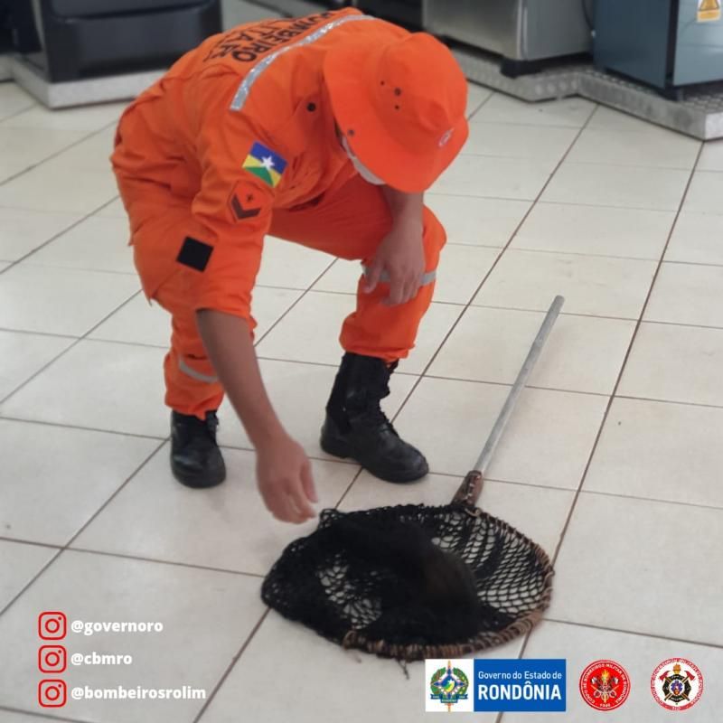 Bombeiros capturam macaco dentro de loja de eletrodomésticos em Rolim de Moura Bombeiros capturam macaco dentro de loja de eletrodomésticos em Rolim de Moura