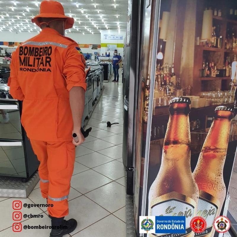 Bombeiros capturam macaco dentro de loja de eletrodomésticos em Rolim de Moura Bombeiros capturam macaco dentro de loja de eletrodomésticos em Rolim de Moura