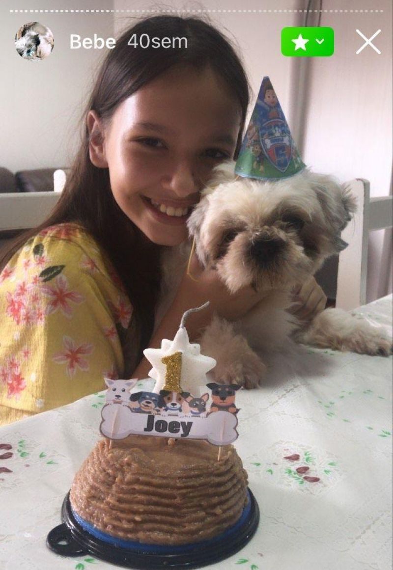 Família oferece recompensa para quem encontrar um cachorro Shitzu que desapareceu no bairro Centenário em Rolim de Moura Família oferece recompensa para quem encontrar um cachorro Shitzu que desapareceu no bairro Centenário em Rolim de Moura