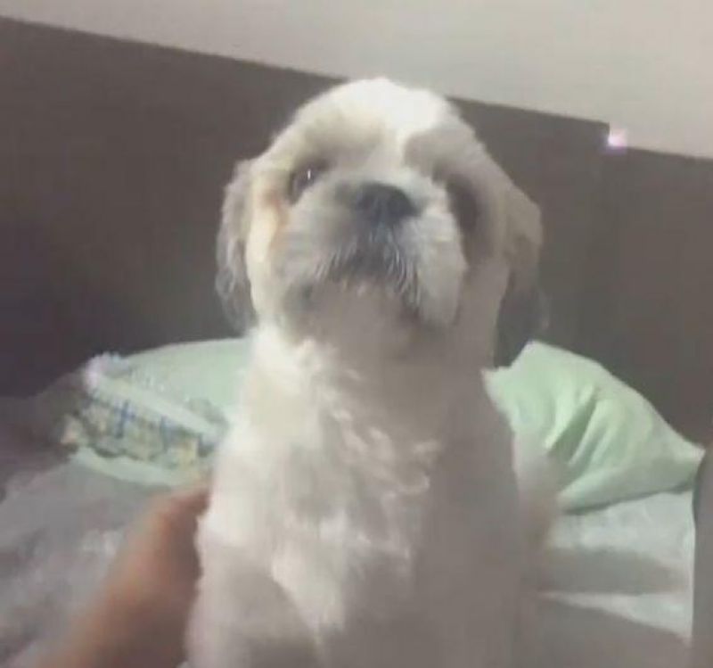 Família oferece recompensa para quem encontrar um cachorro Shitzu que desapareceu no bairro Centenário em Rolim de Moura Família oferece recompensa para quem encontrar um cachorro Shitzu que desapareceu no bairro Centenário em Rolim de Moura