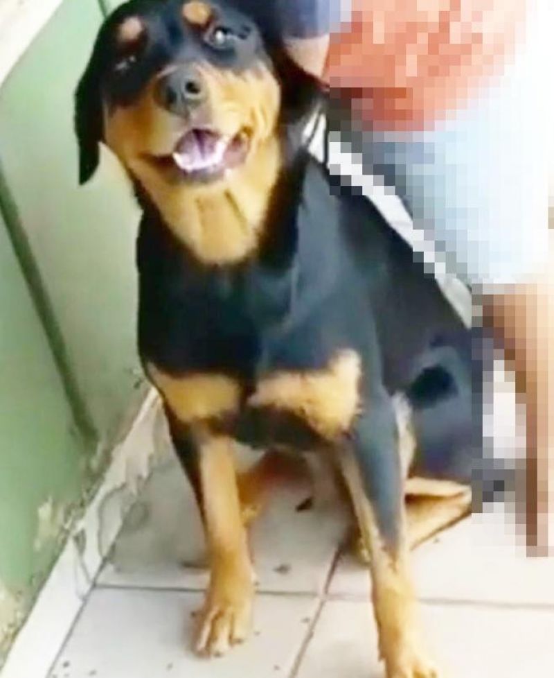 Proprietária oferece gratificação por informação de sua cadela que desapareceu no bairro Beira Rio em Rolim de Moura 