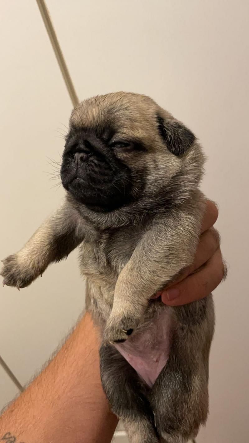 Filhotes de Pug disponíveis em Rolim de Moura Filhotes de Pug disponíveis em Rolim de Moura