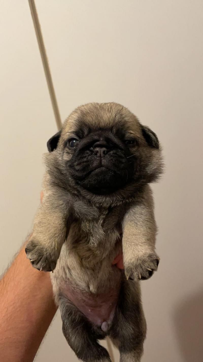 Filhotes de Pug disponíveis em Rolim de Moura Filhotes de Pug disponíveis em Rolim de Moura