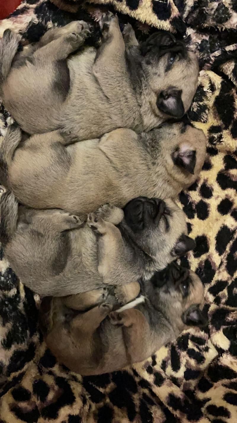 Filhotes de Pug disponíveis em Rolim de Moura Filhotes de Pug disponíveis em Rolim de Moura