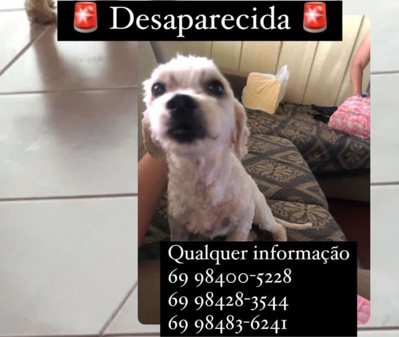 Procura-se e oferece recompensa por cachorra Poodle que desapareceu de uma residência em Rolim de Moura Procura-se e oferece recompensa por cachorra Poodle que desapareceu de uma residência em Rolim de Moura