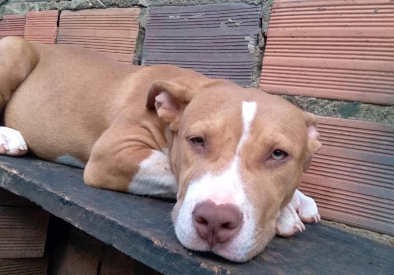 Procura-se e oferece recompensa por dois cães da raça Pitbull que desapareceram de residência em Rolim de Moura Procura-se e oferece recompensa por dois cães da raça Pitbull que desapareceram de residência em Rolim de Moura