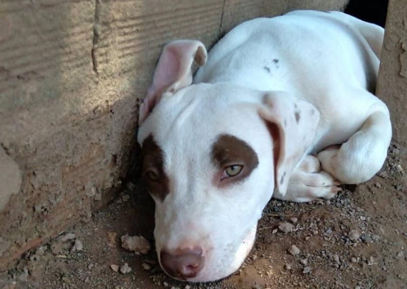 Procura-se e oferece recompensa por dois cães da raça Pitbull que desapareceram de residência em Rolim de Moura Procura-se e oferece recompensa por dois cães da raça Pitbull que desapareceram de residência em Rolim de Moura