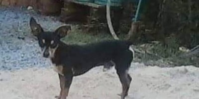 Procura-se por cachorro da raça Pinscher que desapareceu no bairro Centenário em Rolim de Moura