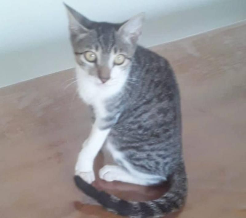 Procura-se por uma gata que pertencente a duas crianças e desapareceu em Rolim de Moura Procura-se por uma gata que pertencente a duas crianças e desapareceu em Rolim de Moura
