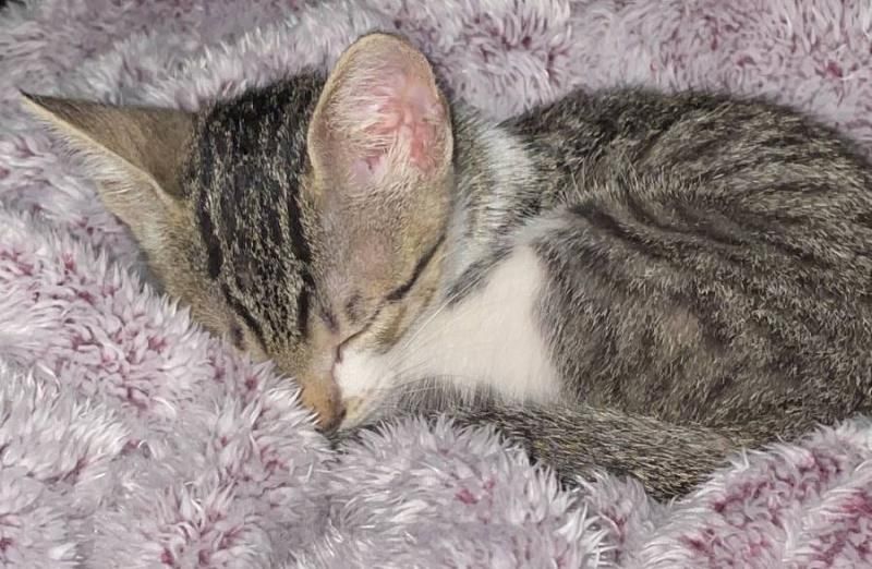 Procura-se por uma gata que pertencente a duas crianças e desapareceu em Rolim de Moura Procura-se por uma gata que pertencente a duas crianças e desapareceu em Rolim de Moura