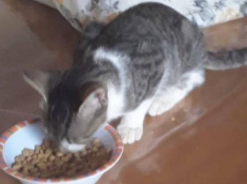 Procura-se por uma gata que pertencente a duas crianças e desapareceu em Rolim de Moura Procura-se por uma gata que pertencente a duas crianças e desapareceu em Rolim de Moura