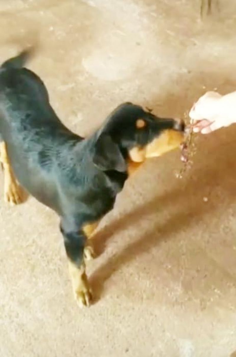 Proprietária oferece gratificação por informação de sua cadela que desapareceu no bairro Beira Rio em Rolim de Moura Proprietária oferece gratificação por informação de sua cadela que desapareceu no bairro Beira Rio em Rolim de Moura