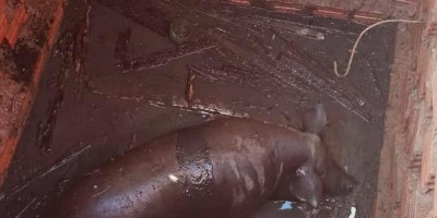 Bombeiros resgataram leitoa que caiu dentro de fossa em residência no Centro de Rolim de Moura – Vídeo 